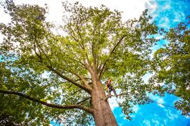 Trusted West Jefferson, OH Tree Services Experts