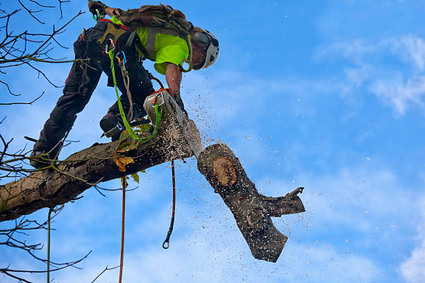 How Our Tree Care Process Works  in  West Jefferson, OH